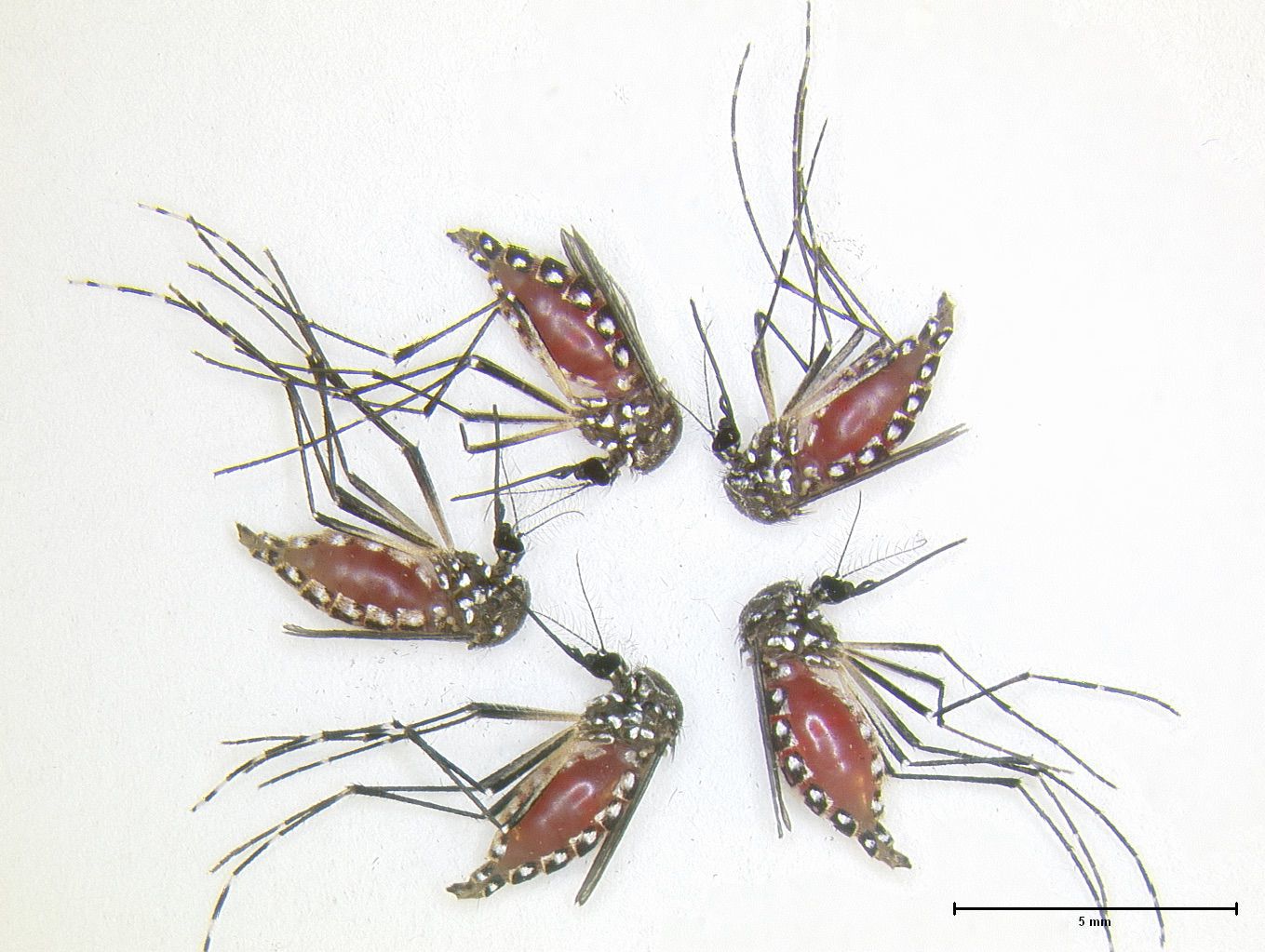 mosquitoes with red